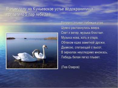 В этом году на Куньевское устье водохранилища прилетело 5 пар лебедей Балерин...