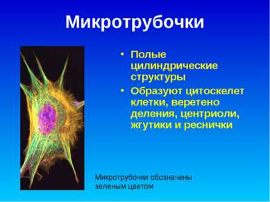 Микротрубочки Полые цилиндрические структуры Образуют цитоскелет клетки, вере...