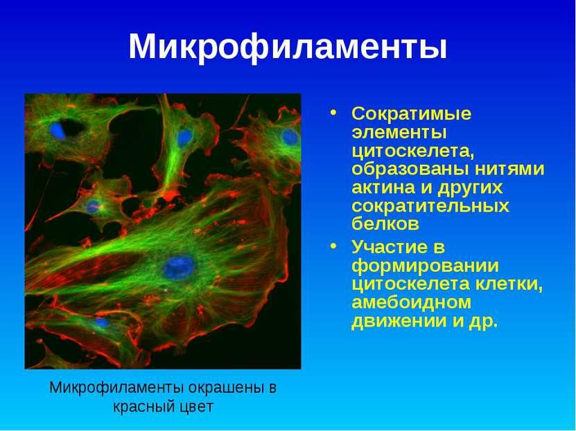 Микрофиламенты Сократимые элементы цитоскелета, образованы нитями актина и др...