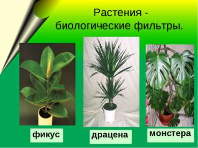  Растения - биологические фильтры. драцена монстера фикус