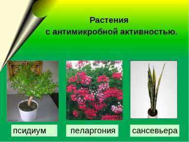 Растения с антимикробной активностью. сансевьера пеларгония псидиум