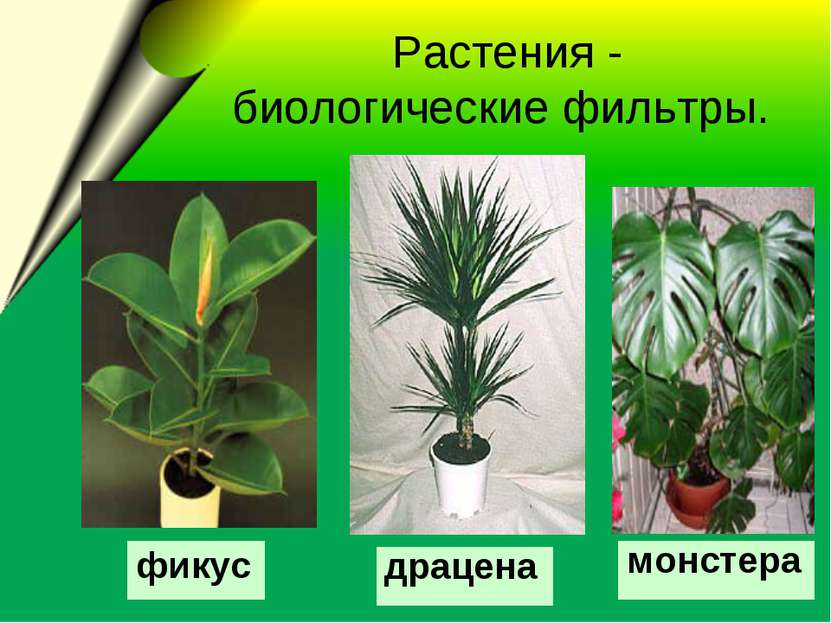  Растения - биологические фильтры. драцена монстера фикус