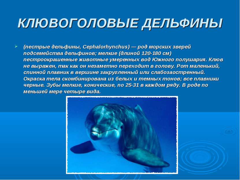 КЛЮВОГОЛОВЫЕ ДЕЛЬФИНЫ (пестрые дельфины, Серhalorhynchus) — род морских звере...