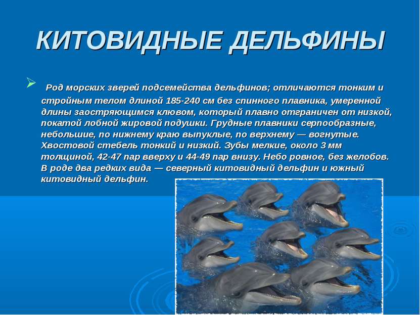 КИТОВИДНЫЕ ДЕЛЬФИНЫ Род морских зверей подсемейства дельфинов; отличаются тон...