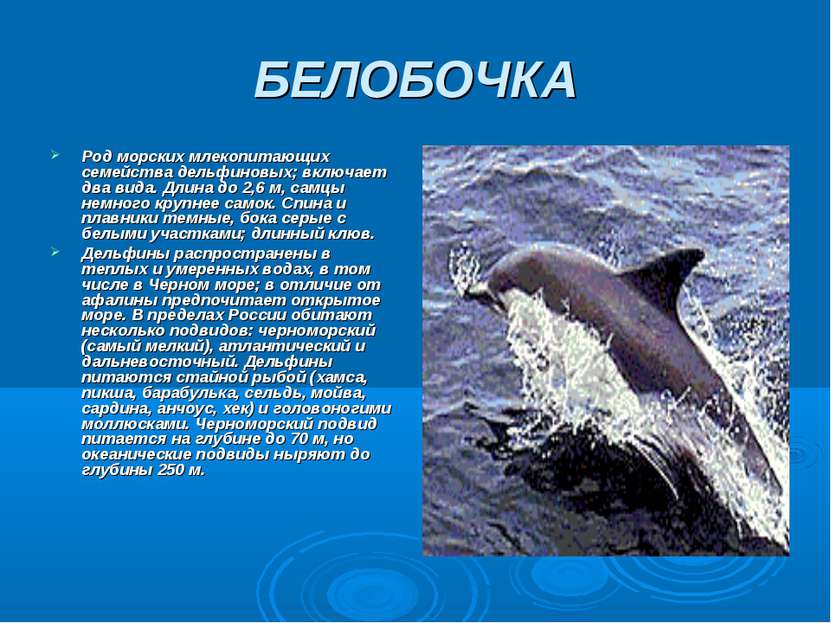БЕЛОБОЧКА Род морских млекопитающих семейства дельфиновых; включает два вида....