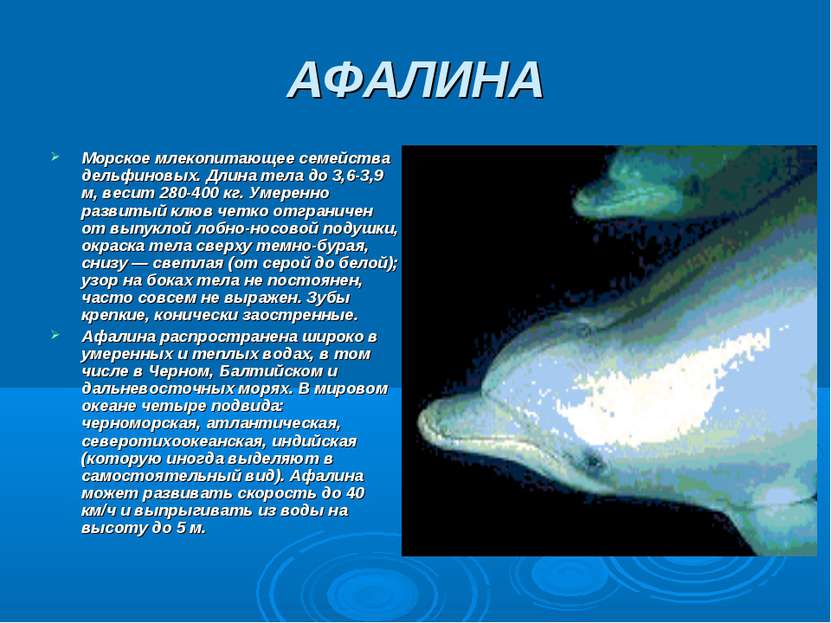 АФАЛИНА Морское млекопитающее семейства дельфиновых. Длина тела до 3,6-3,9 м,...