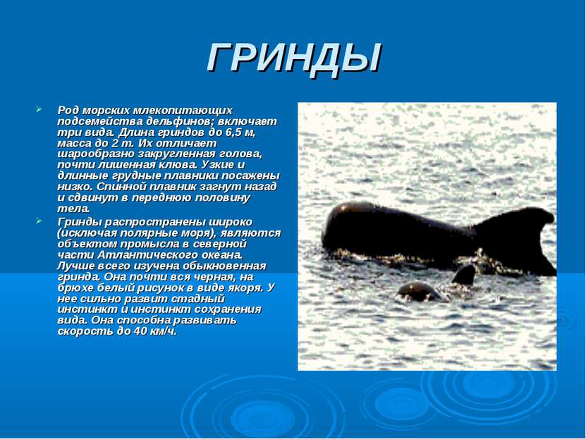 ГРИНДЫ Род морских млекопитающих подсемейства дельфинов; включает три вида. Д...