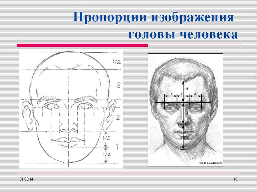 Пропорции изображения головы человека * *