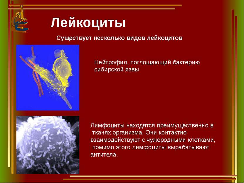 Лейкоциты Существует несколько видов лейкоцитов Нейтрофил, поглощающий бактер...