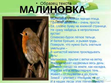 МАЛИНОВКА Малиновка – милая певчая птица. Причина названия – очень проста: Её...