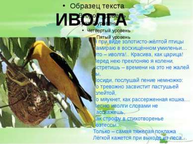 ИВОЛГА Я при виде золотисто-жёлтой птицы Замираю в восхищённом умиленьи… Это ...