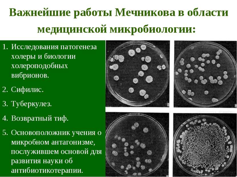 Важнейшие работы Мечникова в области медицинской микробиологии: Исследования ...