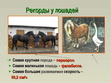 Рекорды у лошадей Самая крупная порода – першерон. Самая маленькая лошадь – ф...