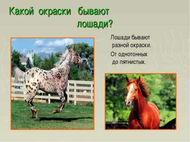 Какой окраски бывают лошади? Лошади бывают разной окраски. От однотонных до п...