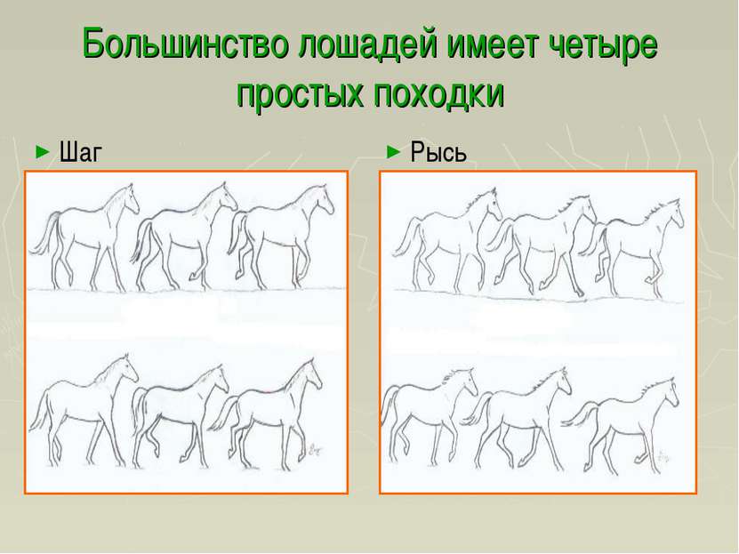 Большинство лошадей имеет четыре простых походки Шаг Рысь