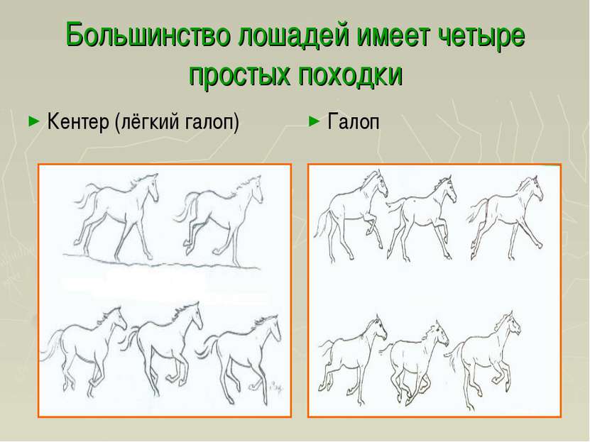Большинство лошадей имеет четыре простых походки Кентер (лёгкий галоп) Галоп