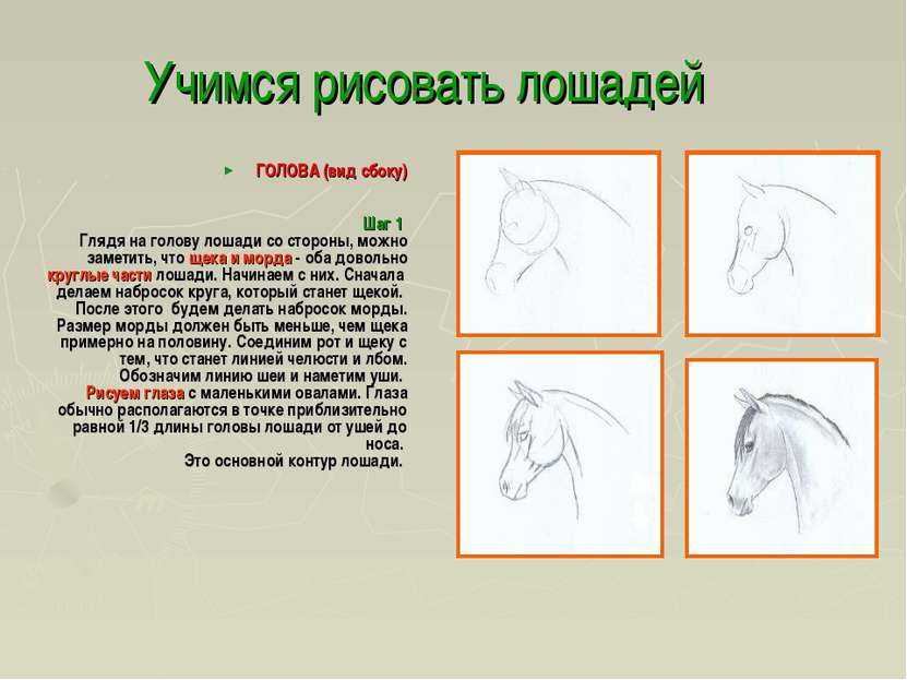 Учимся рисовать лошадей ГОЛОВА (вид сбоку) Шаг 1 Глядя на голову лошади со ст...