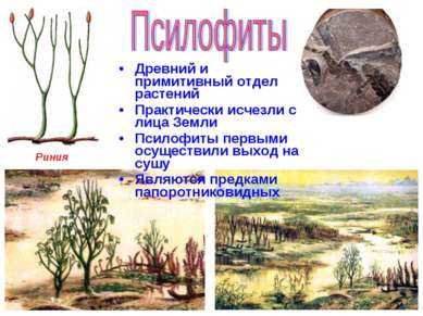 Древний и примитивный отдел растений Практически исчезли с лица Земли Псилофи...