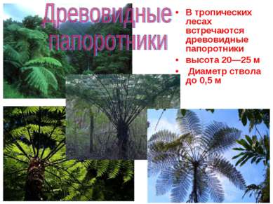 В тропических лесах встречаются древовидные папоротники высота 20—25 м Диамет...