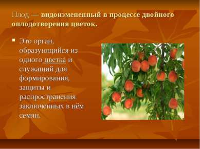 Плод — видоизмененный в процессе двойного оплодотворения цветок. Это орган, о...