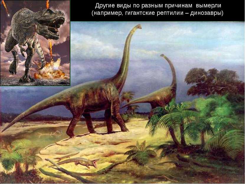 Другие виды по разным причинам вымерли (например, гигантские рептилии – диноз...