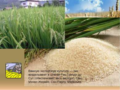 Важную экспортную культуру — рис возделывают в штатах Риу-Гранди-ду-Сул (обес...