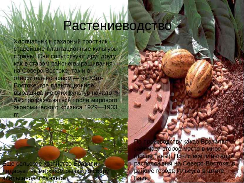 Растениеводство Хлопчатник и сахарный тростник — старейшие плантационные куль...