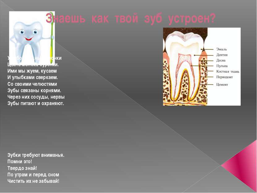 Знаешь как твой зуб устроен? У зубов видны коронки Цвета молока буренки. Ими ...