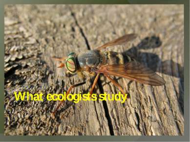 What ecologists study