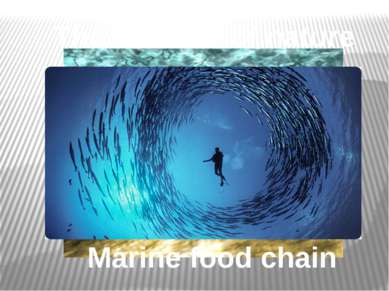 Marine food chain The balance of nature