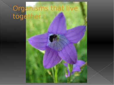 Organisms that live together