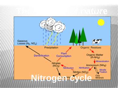 Nitrogen cycle The balance of nature