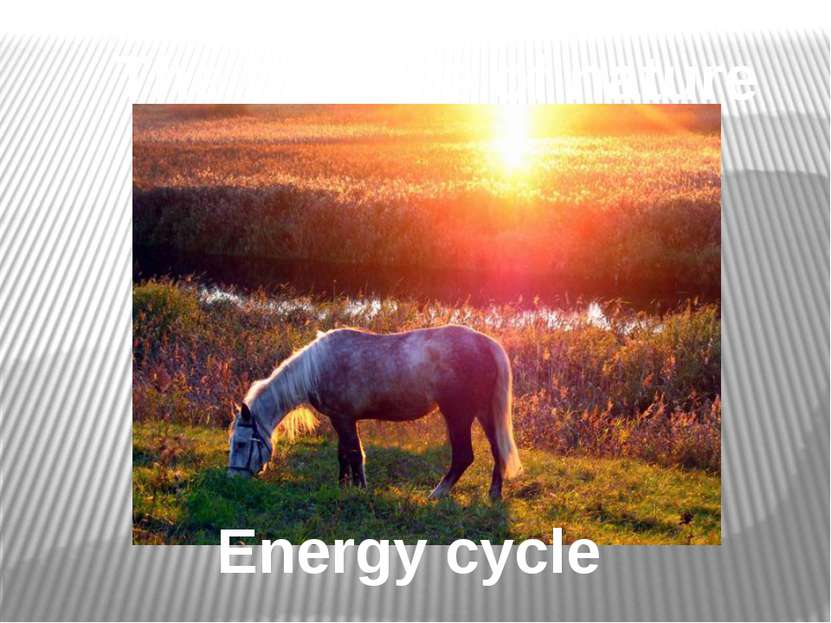 Energy cycle The balance of nature