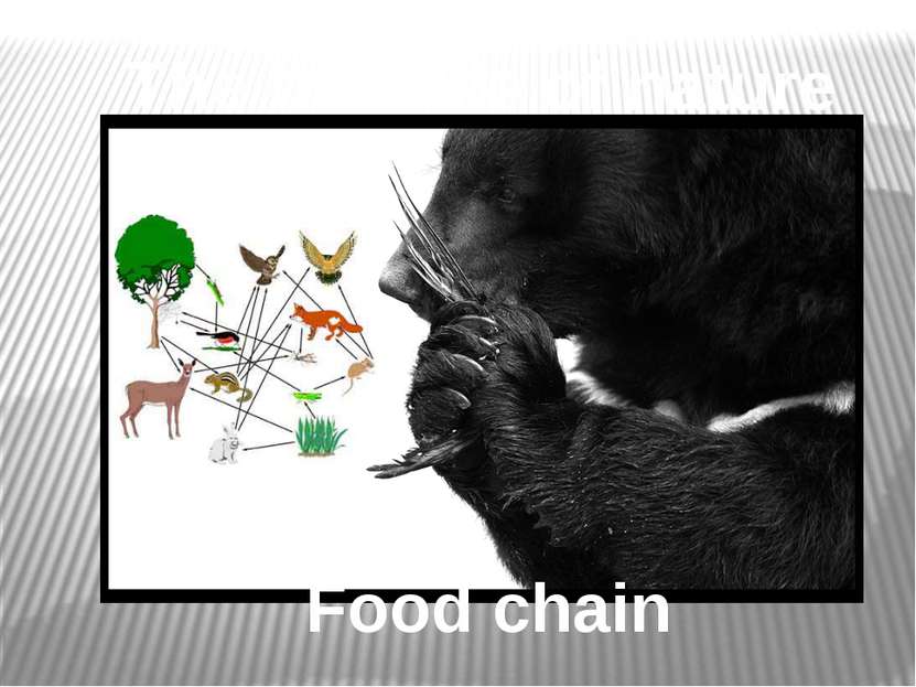 Food chain The balance of nature