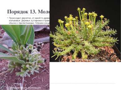 Порядок 13. Молочайные (Euphorbiales) Происходит, вероятно, от какой-то древн...