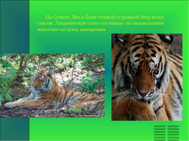 На Сумате, Яве и Бали темный островной тигр исчез совсем. Хищническая охота п...
