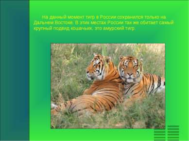 На данный момент тигр в России сохранился только на Дальнем Востоке. В этих м...