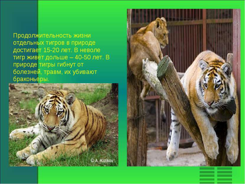 Продолжительность жизни отдельных тигров в природе достигает 15-20 лет. В нев...