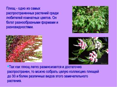 Плющ - одно из самых распространенных растений среди любителей комнатных цвет...