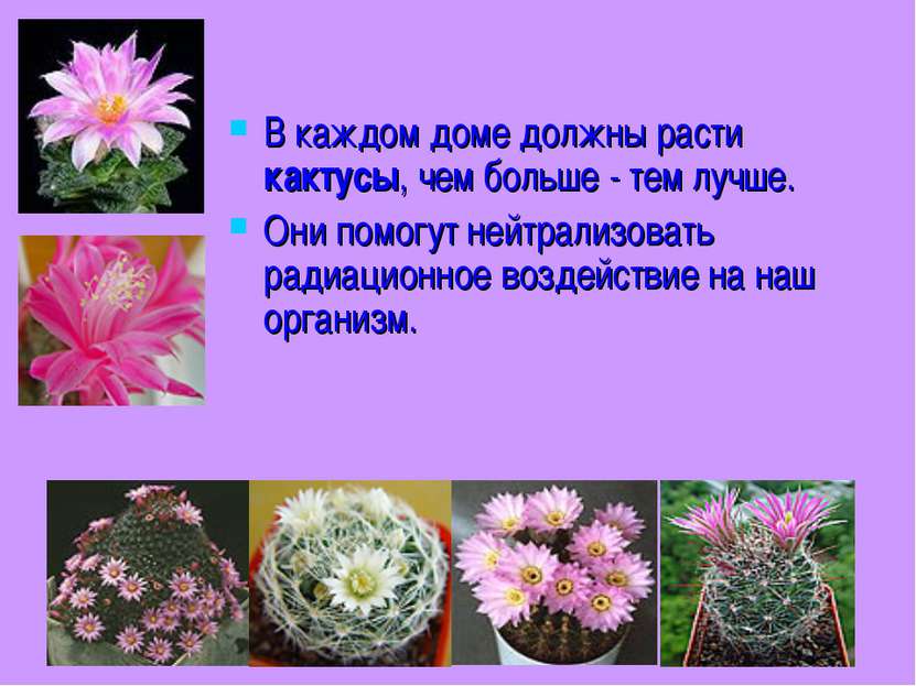 В каждом доме должны расти кактусы, чем больше - тем лучше. Они помогут нейтр...