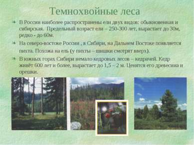 Темнохвойные леса В России наиболее распространены ели двух видов: обыкновенн...