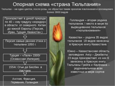Опорная схема «страна Тюльпания» Тюльпан – ни один цветок, после розы, не обр...