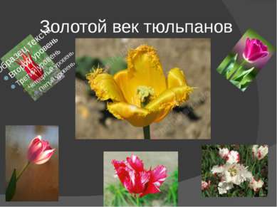 Золотой век тюльпанов