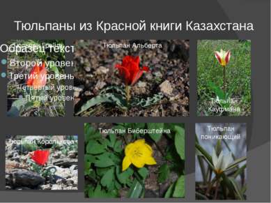 Тюльпаны из Красной книги Казахстана Тюльпан Грейга Тюльпан Альберта Тюльпан ...