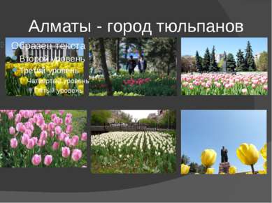 Алматы - город тюльпанов