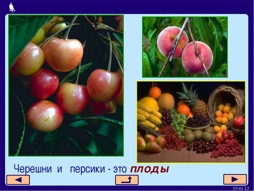 Черешни и персики - это плоды * из 13