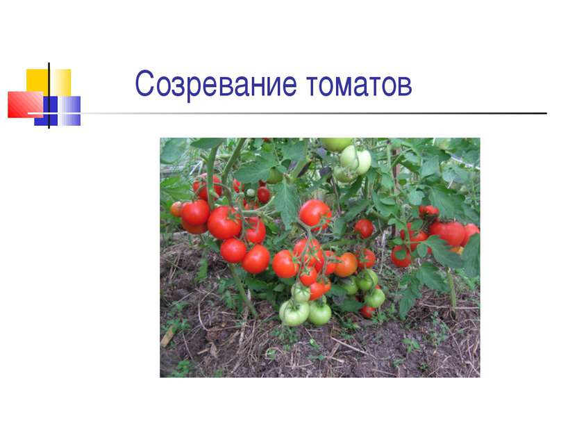 Созревание томатов