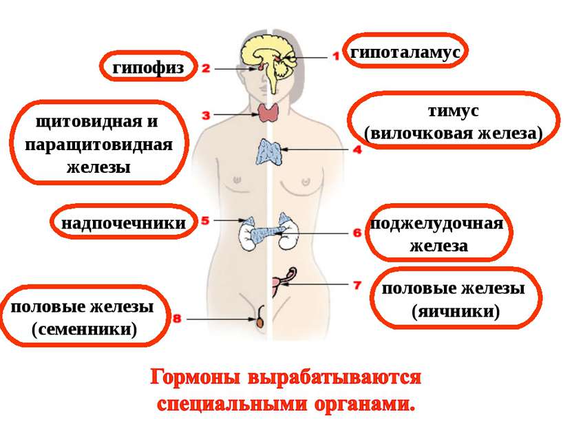 гипофиз щитовидная и паращитовидная железы тимус (вилочковая железа) гипотала...