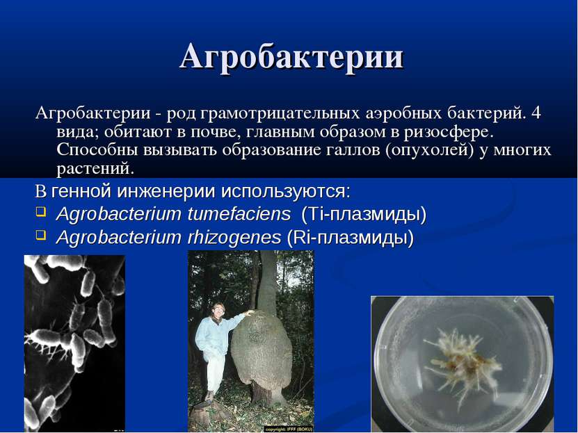 Агробактерии Агробактерии - род грамотрицательных аэробных бактерий. 4 вида; ...