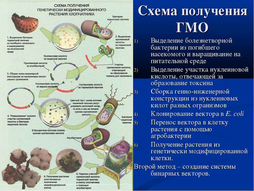 Схема получения ГМО Выделение болезнетворной бактерии из погибшего насекомого...